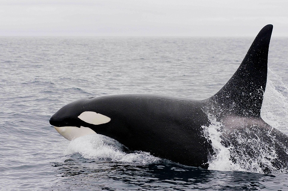 You are currently viewing Divin’ Into Science: Orcas