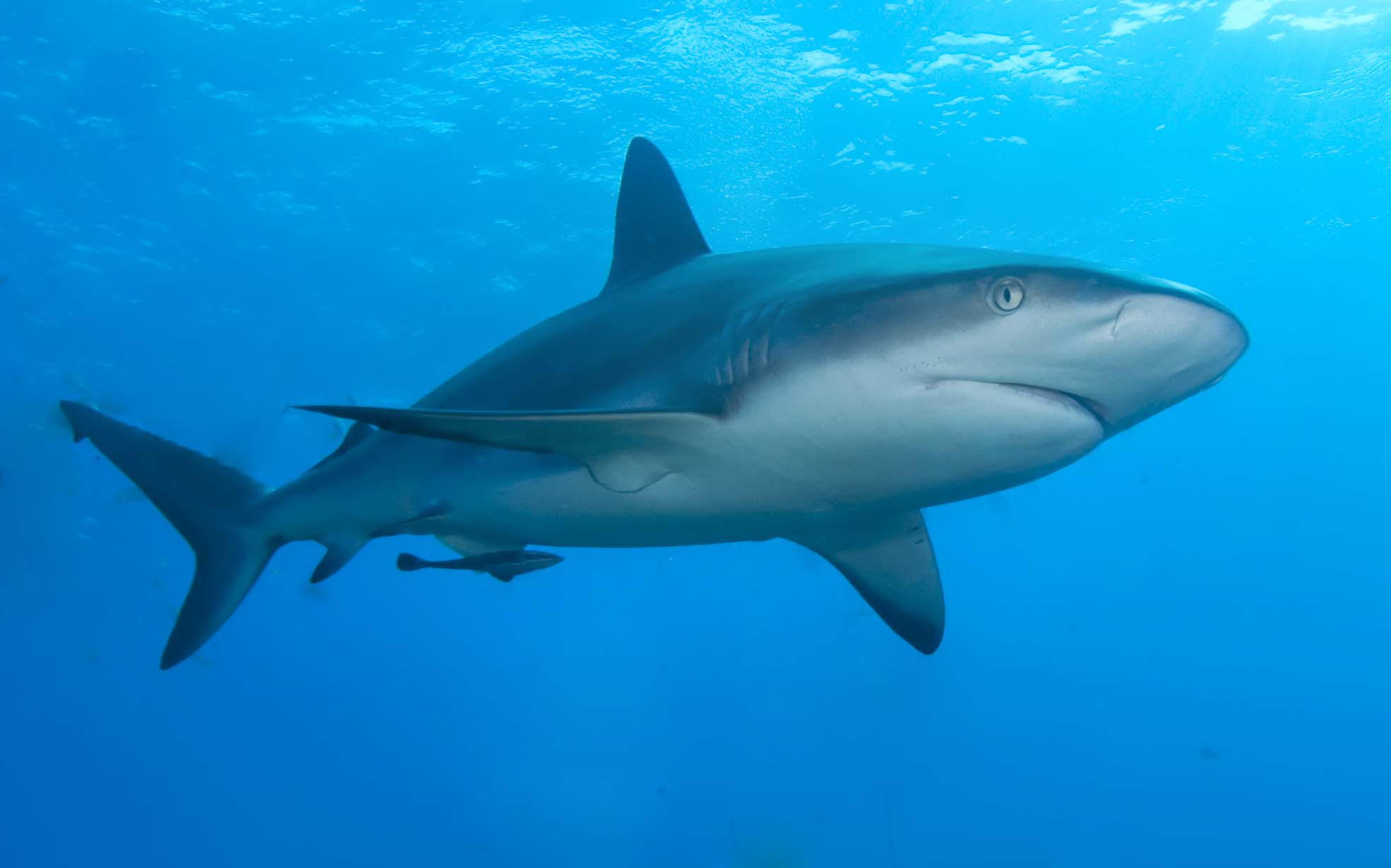 You are currently viewing Divin’ Into Science: Sharks